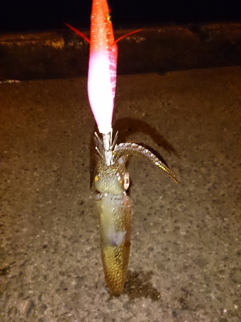 ヒイカエギング