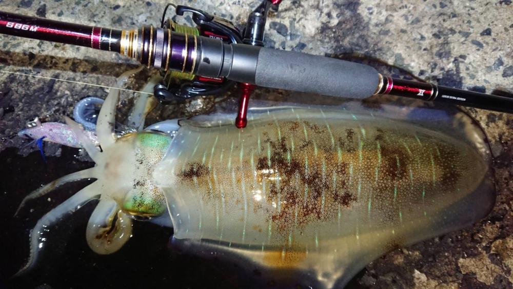 対馬エギング釣果⑥