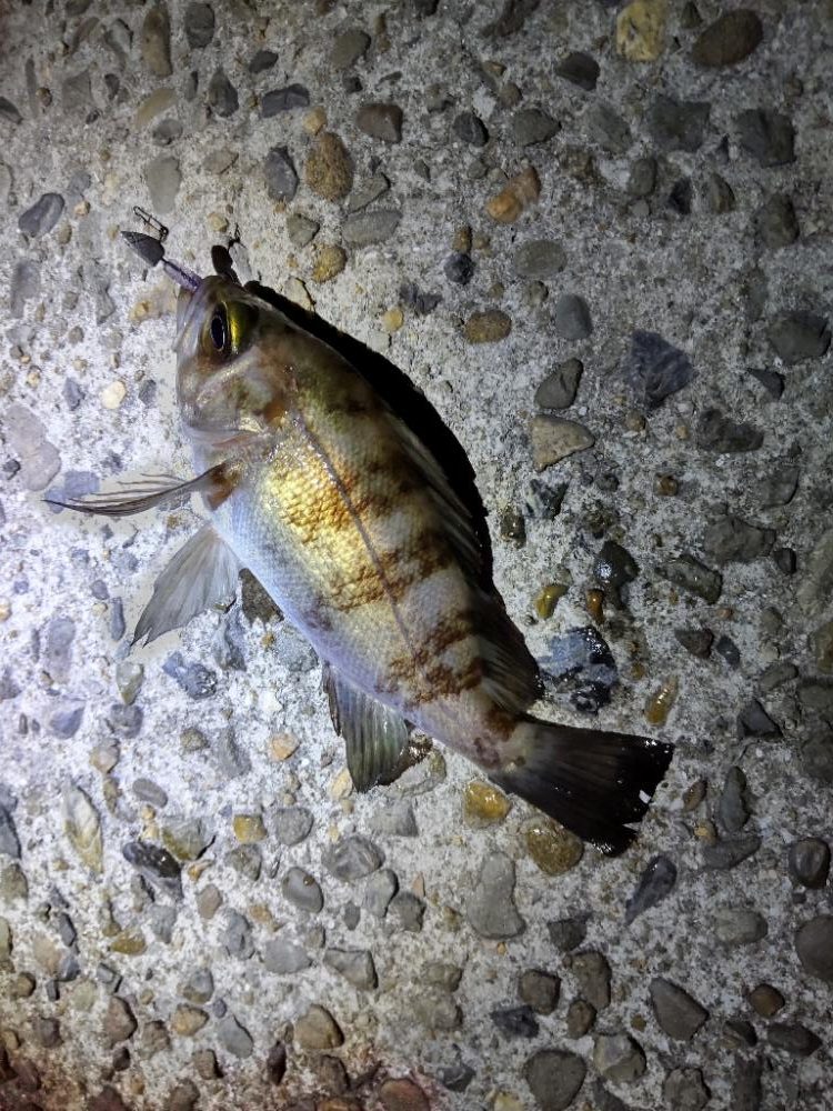 アジ、メバリング