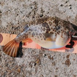 須磨千守突堤にてドラグなりまくり！