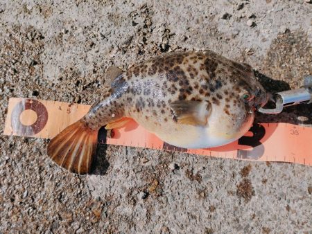 須磨千守突堤にてドラグなりまくり！