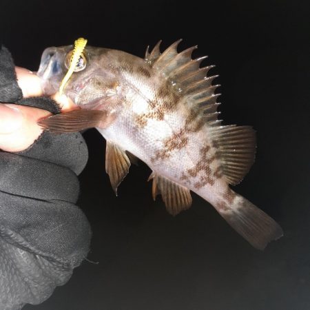 メバリング本日ハードモード