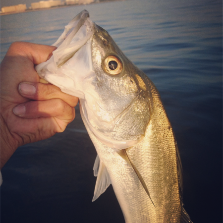 モーニングシーバスゲーム