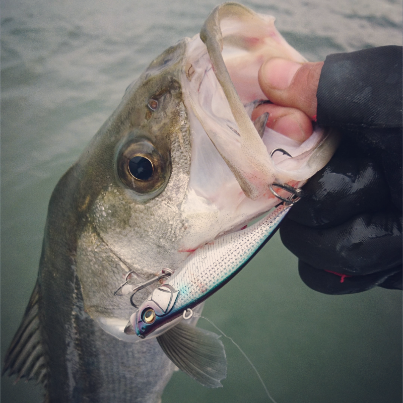 シーバスゲーム