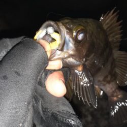 風がやんだのでメバリング