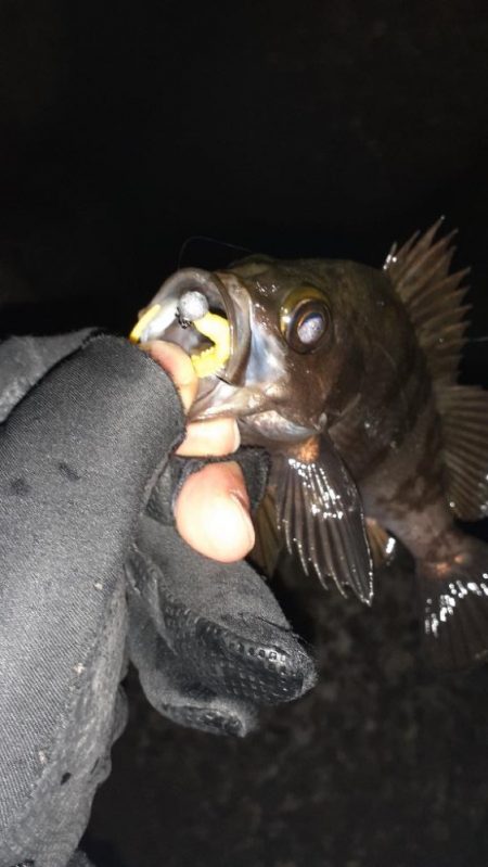 風がやんだのでメバリング