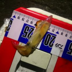 アジング練習370  烏賊と魚探し