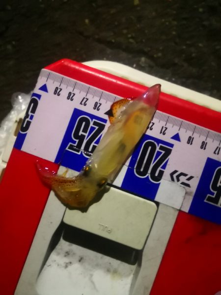 アジング練習370  烏賊と魚探し