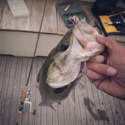 ボートシーバスゲーム