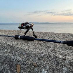 メバル釣れません！