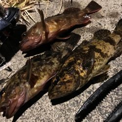 メバルのごきげんうかがい