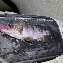 激渋ながらもメバル２０UPゲット