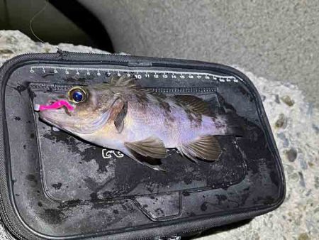 激渋ながらもメバル２０UPゲット