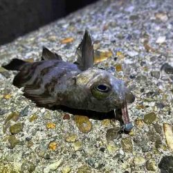 初釣りはメバリング