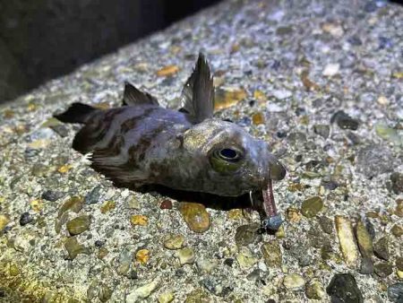 初釣りはメバリング