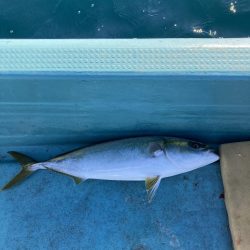 伊島近海でサワラ