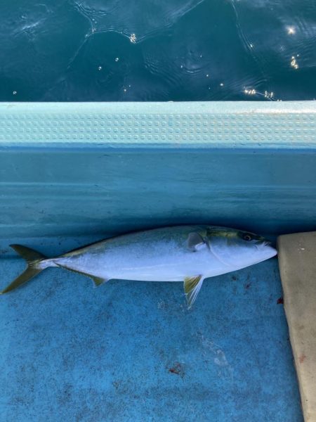 伊島近海でサワラ