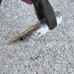 朝マズメのカマス釣り