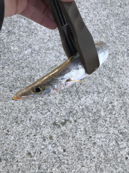 朝マズメのカマス釣り