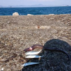 青物を狙いに・・・