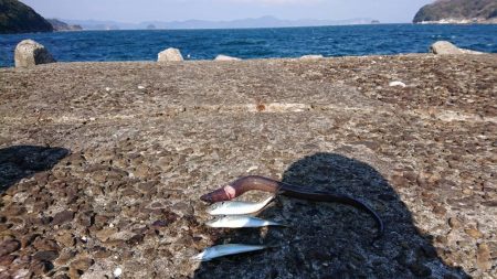 青物を狙いに・・・