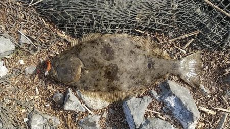 やっとドラゴンに出会えました。