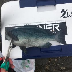 たかたか釣り日記