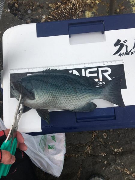 たかたか釣り日記