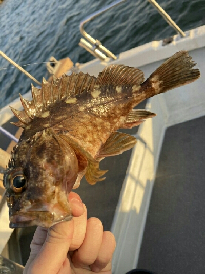 今日は釣り日和