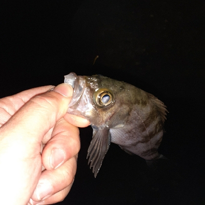 メバル調査いってきました～