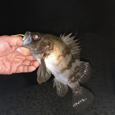 メバル今日はサイズがいい!