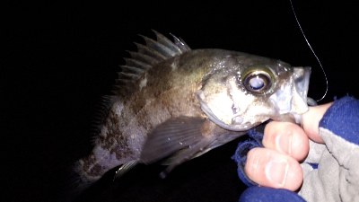 初釣りは淡路島