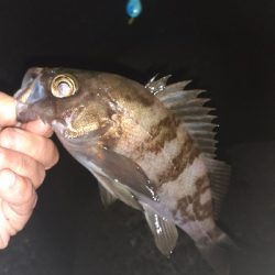 メバル本日は渋め