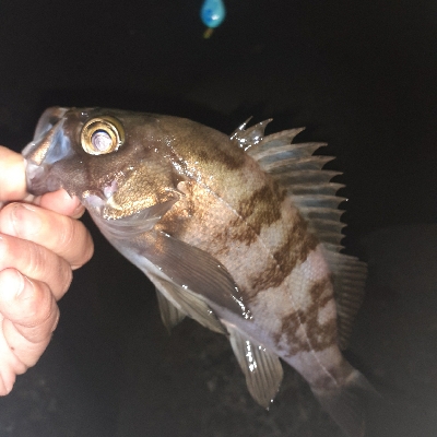 メバル本日は渋め