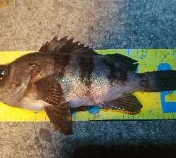 泉北ライトソルトランガン