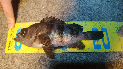 泉北ライトソルトランガン