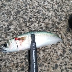 釣れないアジング