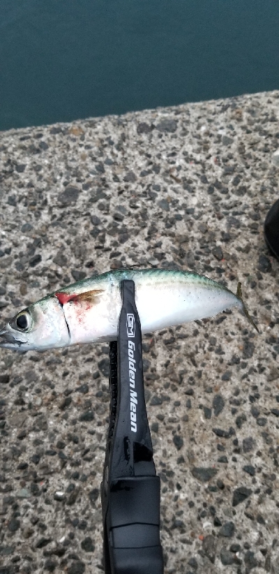 釣れないアジング