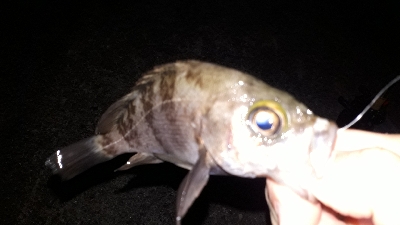 数年ぶりのポイントで~