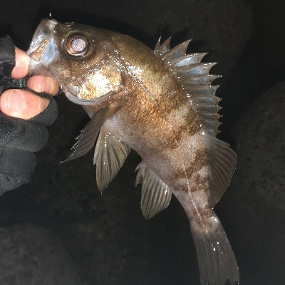 風が弱いのでメバリング~