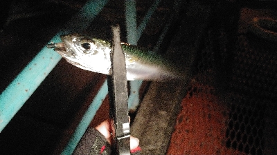 近所で回るライトゲームポイント調査