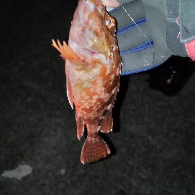 最近は渋いなぁ