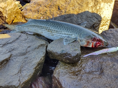 サーベリング？