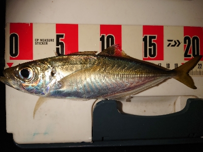 今年初アジング