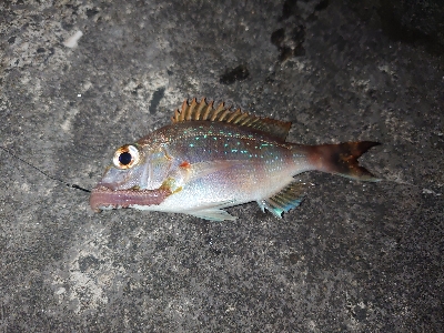 初釣りは長女と…
