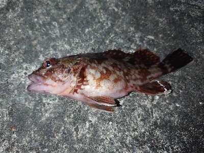 昨日の青イソメが余っていたので…