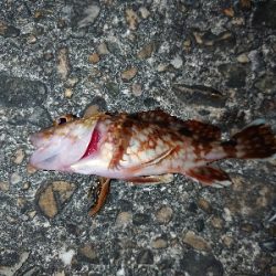 とりあえず投げてみたいと…