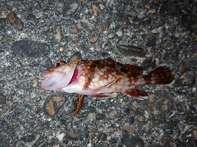 とりあえず投げてみたいと…