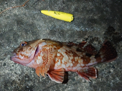 ウキ釣りとちょい投げ釣り、たまにメバリング