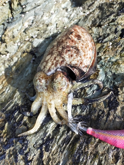 コウイカエギング